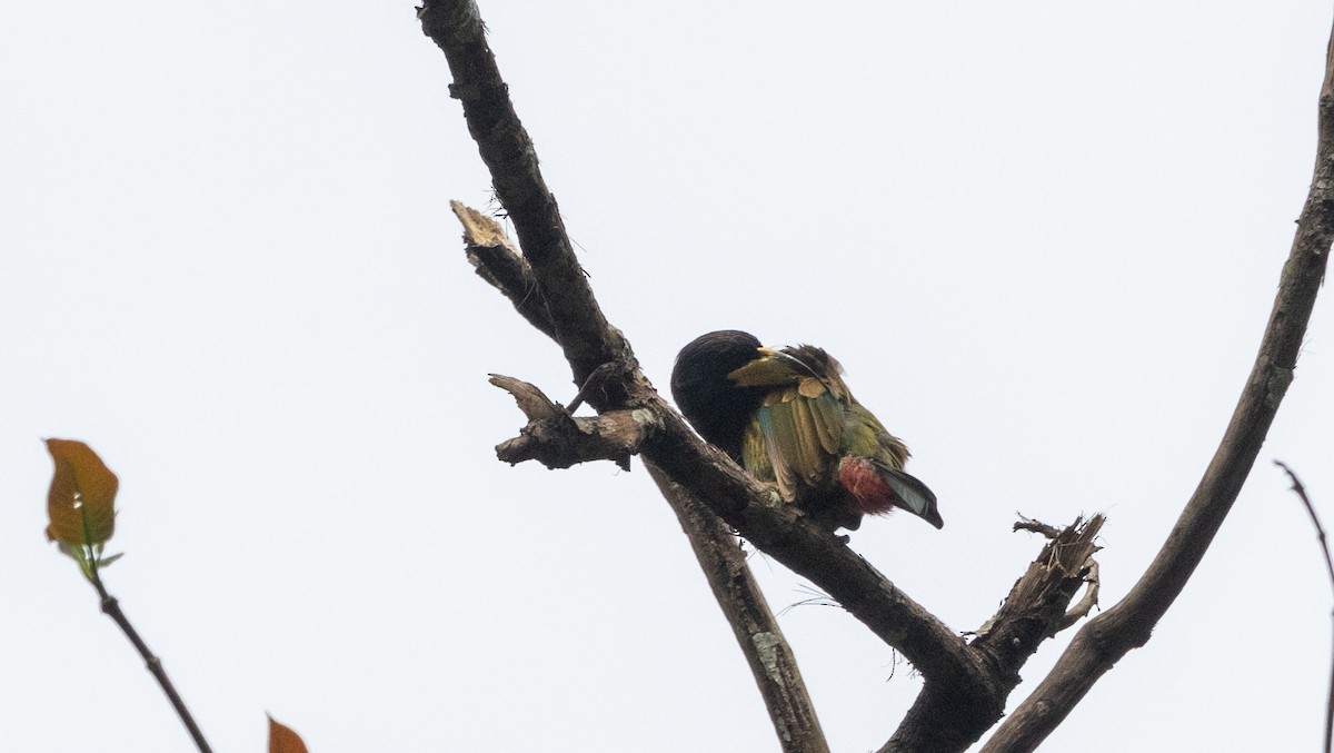 Great Barbet - ML643363849