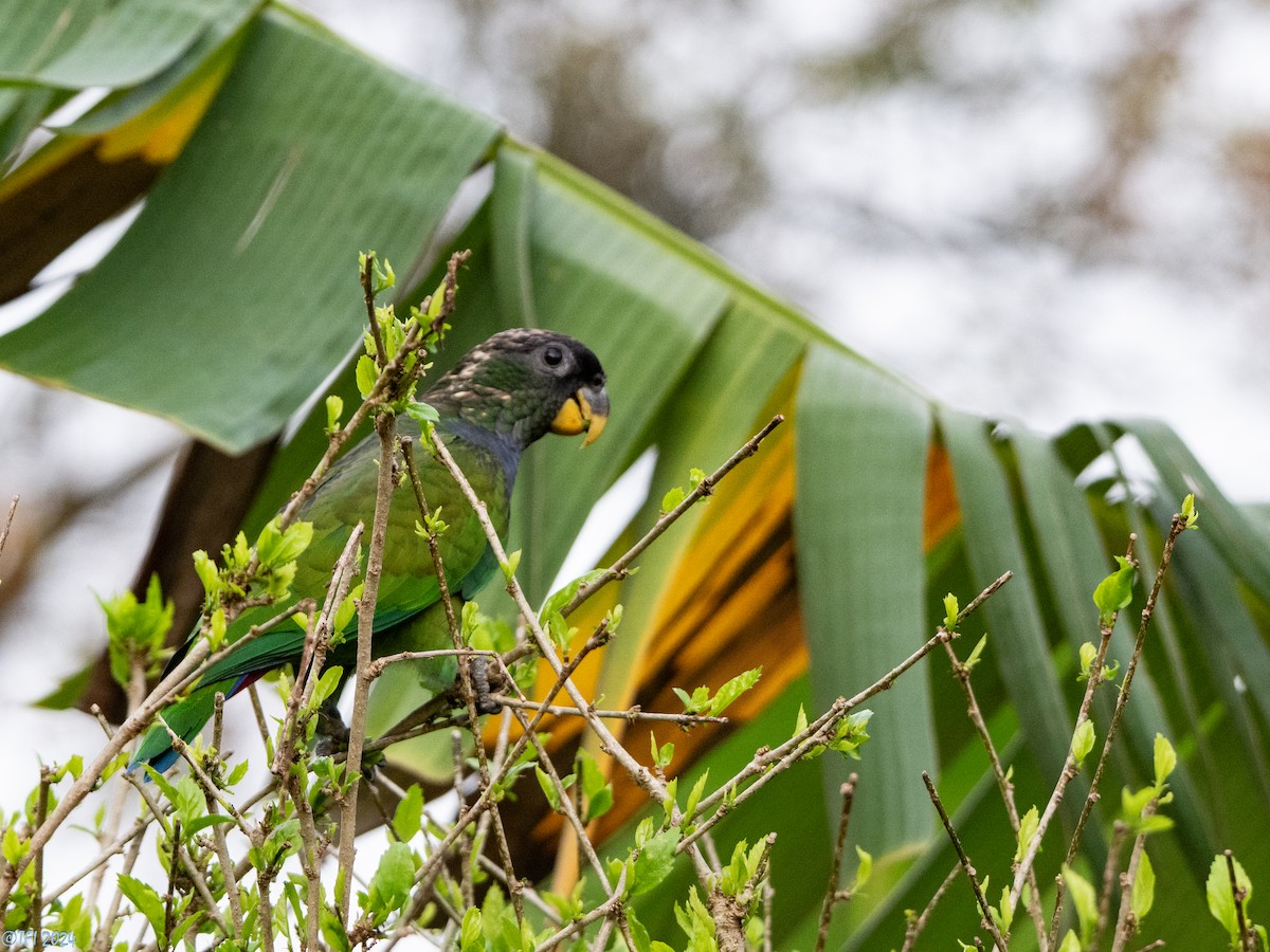 Scaly-headed Parrot - ML643363851