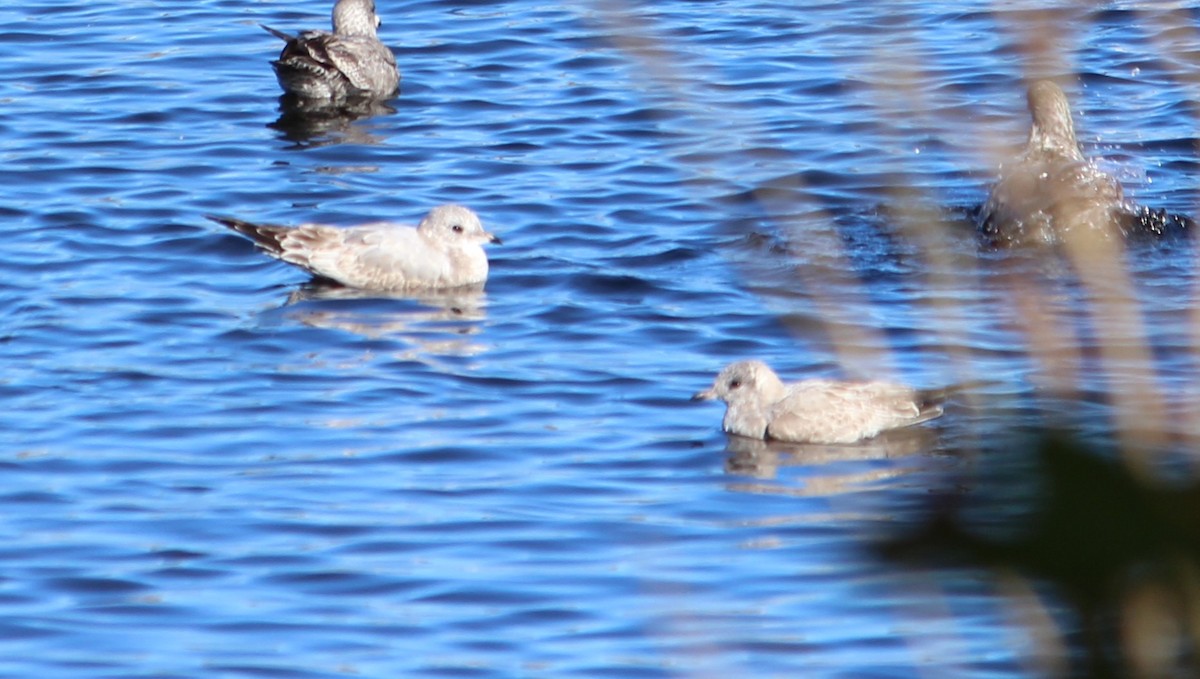 Short-billed Gull - ML643363871