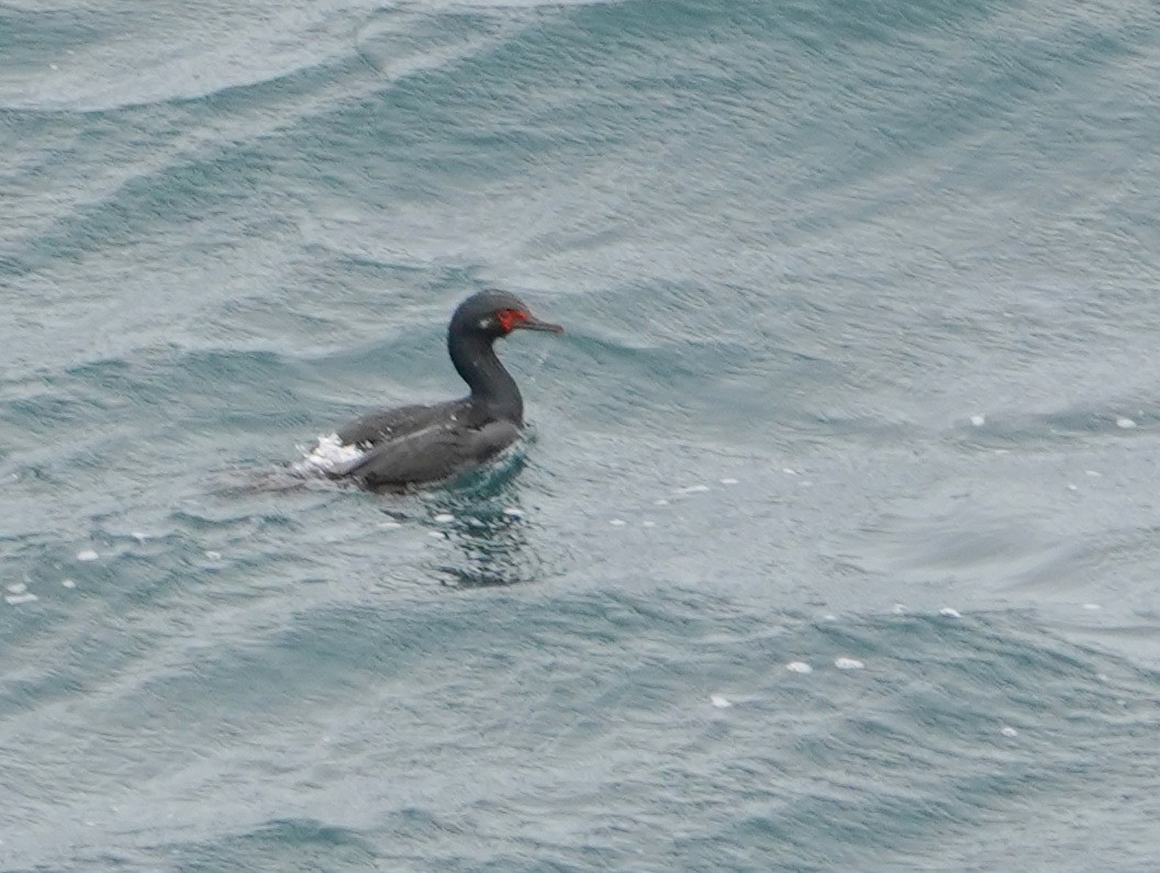 Cormoran de Magellan - ML643363875