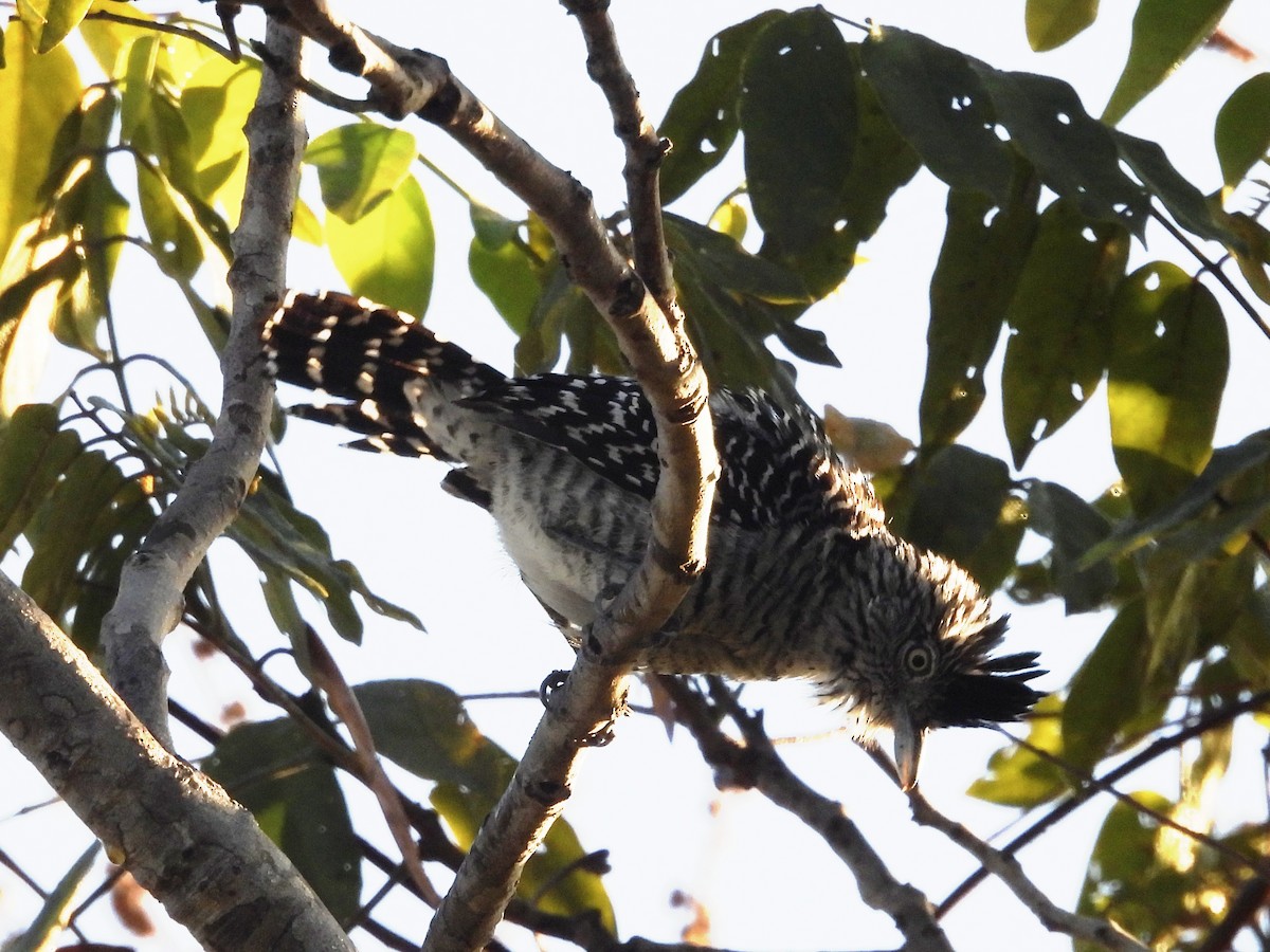 Barred Antshrike - ML643363891