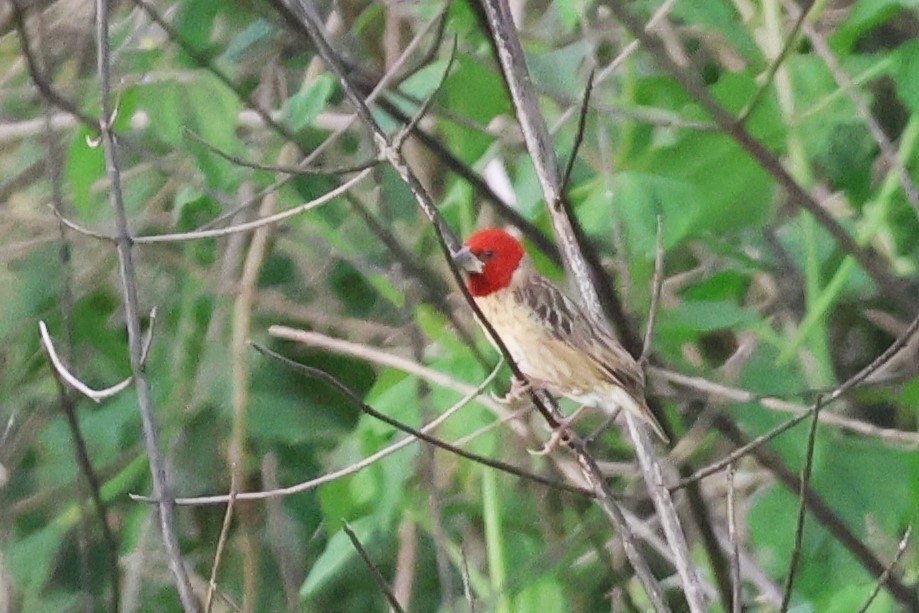 Red-headed Quelea - ML643363909