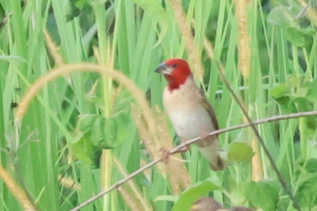 Red-headed Quelea - ML643363910