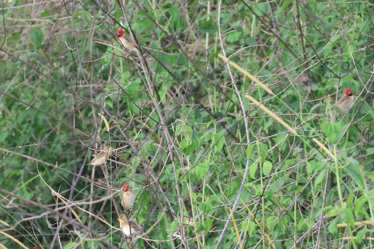 Red-headed Quelea - ML643363911