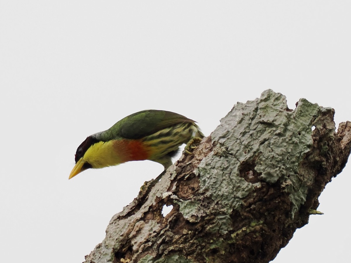 Goldbrust-Bartvogel (richardsoni/nigriceps) - ML643363914