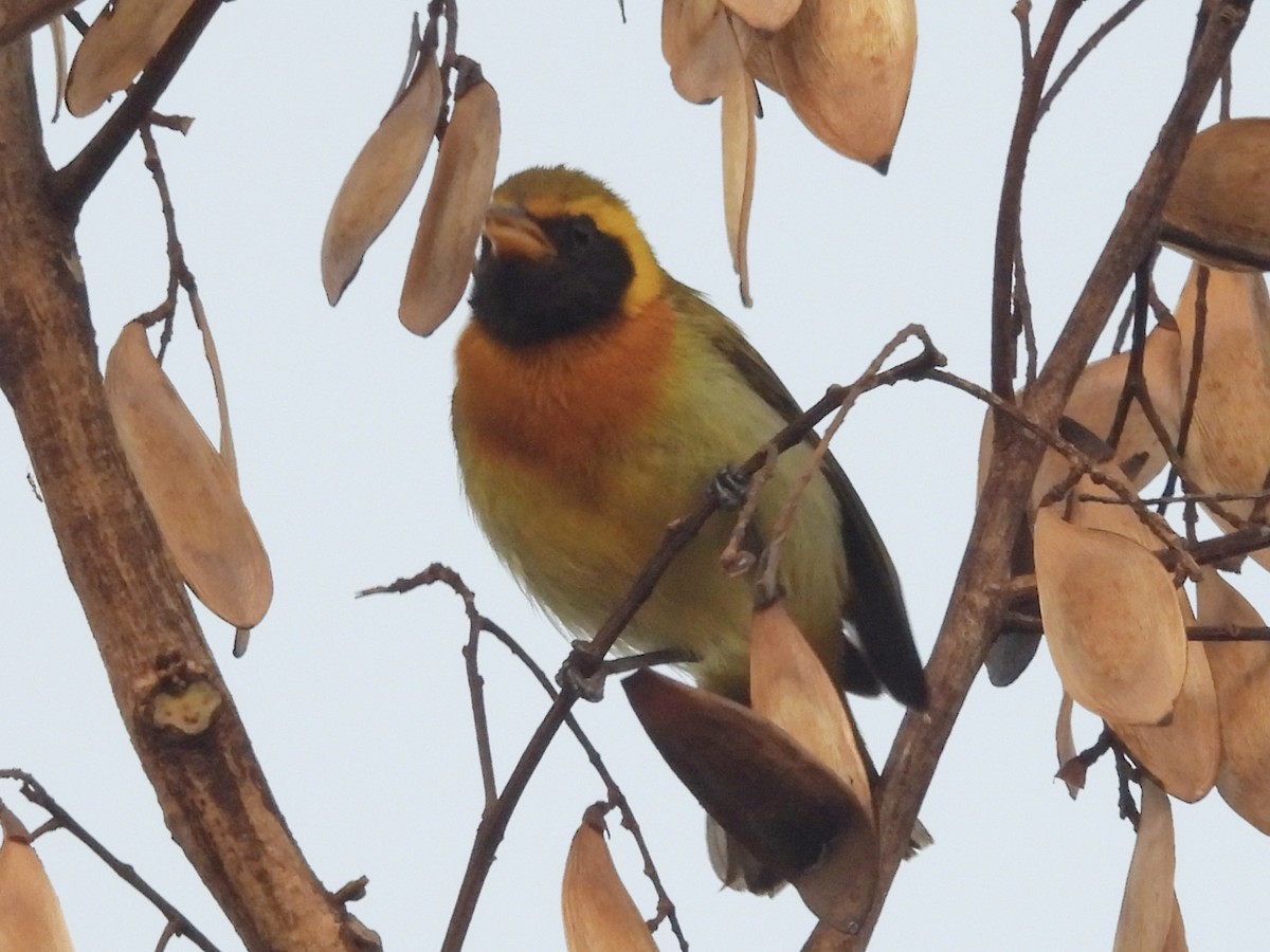 Guira Tanager - ML643363927