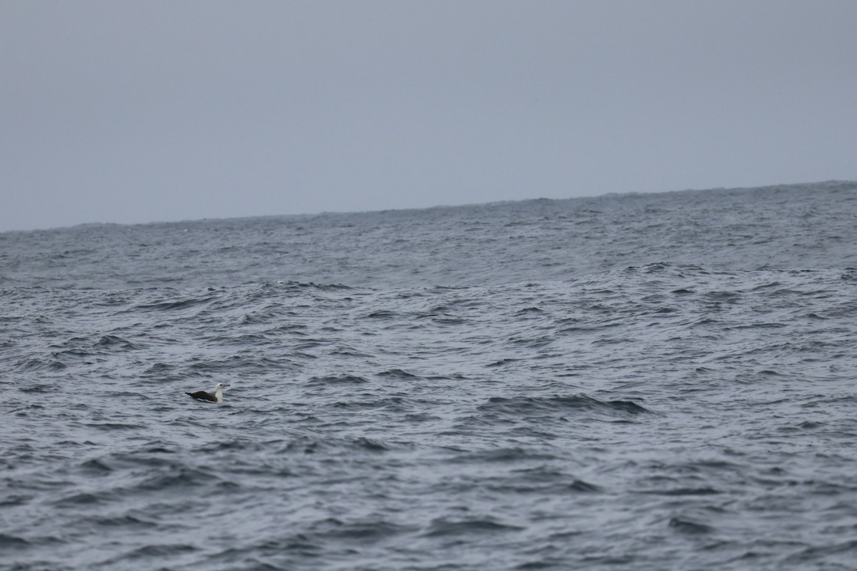 Laysanalbatros - ML643363941
