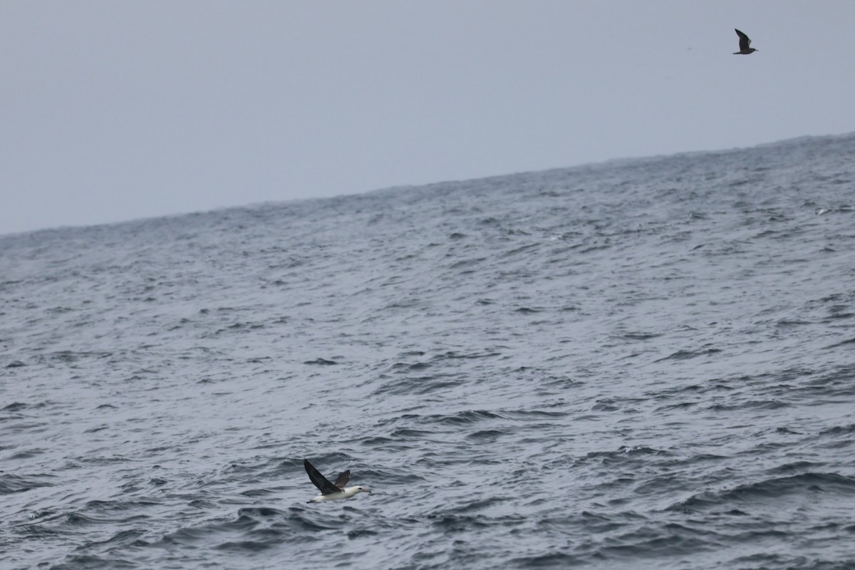 Laysanalbatros - ML643363942