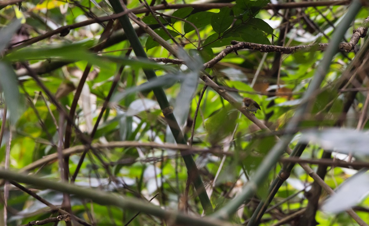 Rufous-faced Warbler - ML643363943