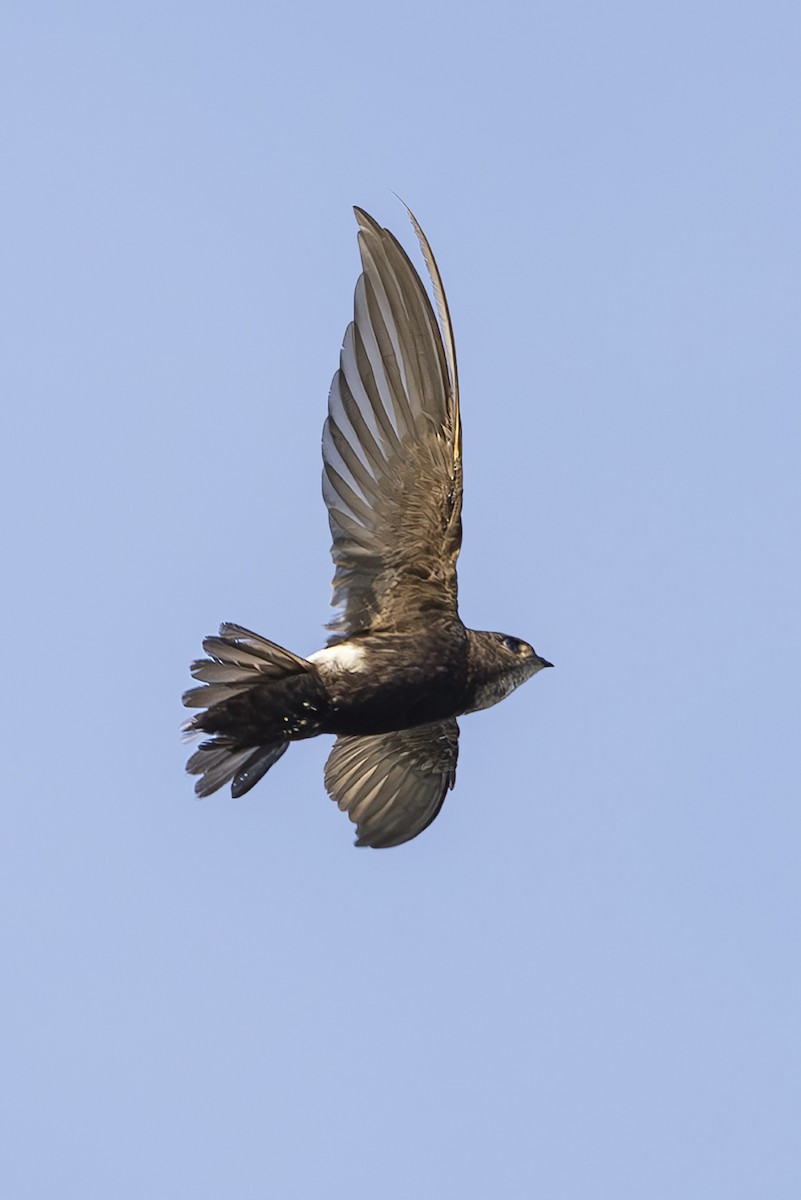 House Swift - ML643363945
