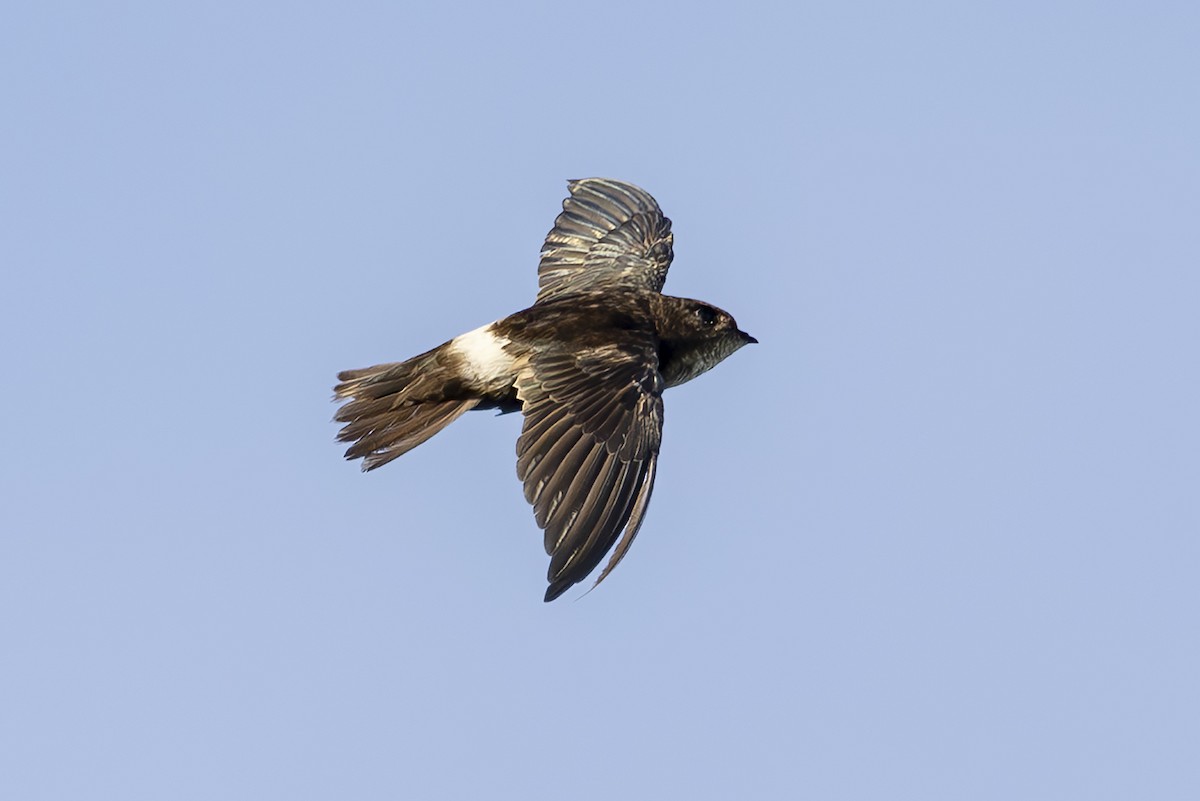 House Swift - ML643363946