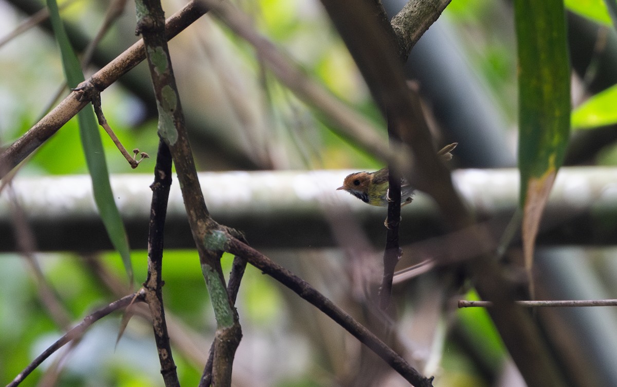 Rufous-faced Warbler - ML643363948