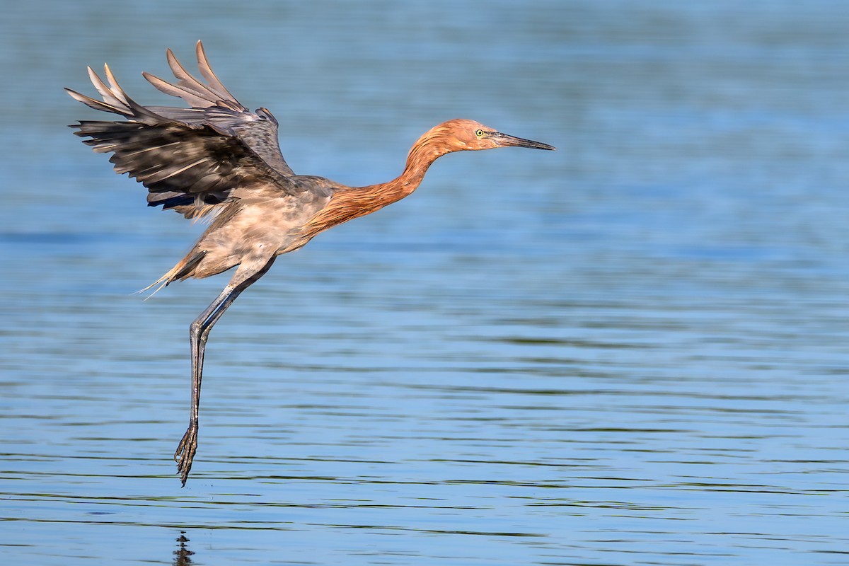 Reddish Egret - ML643363957