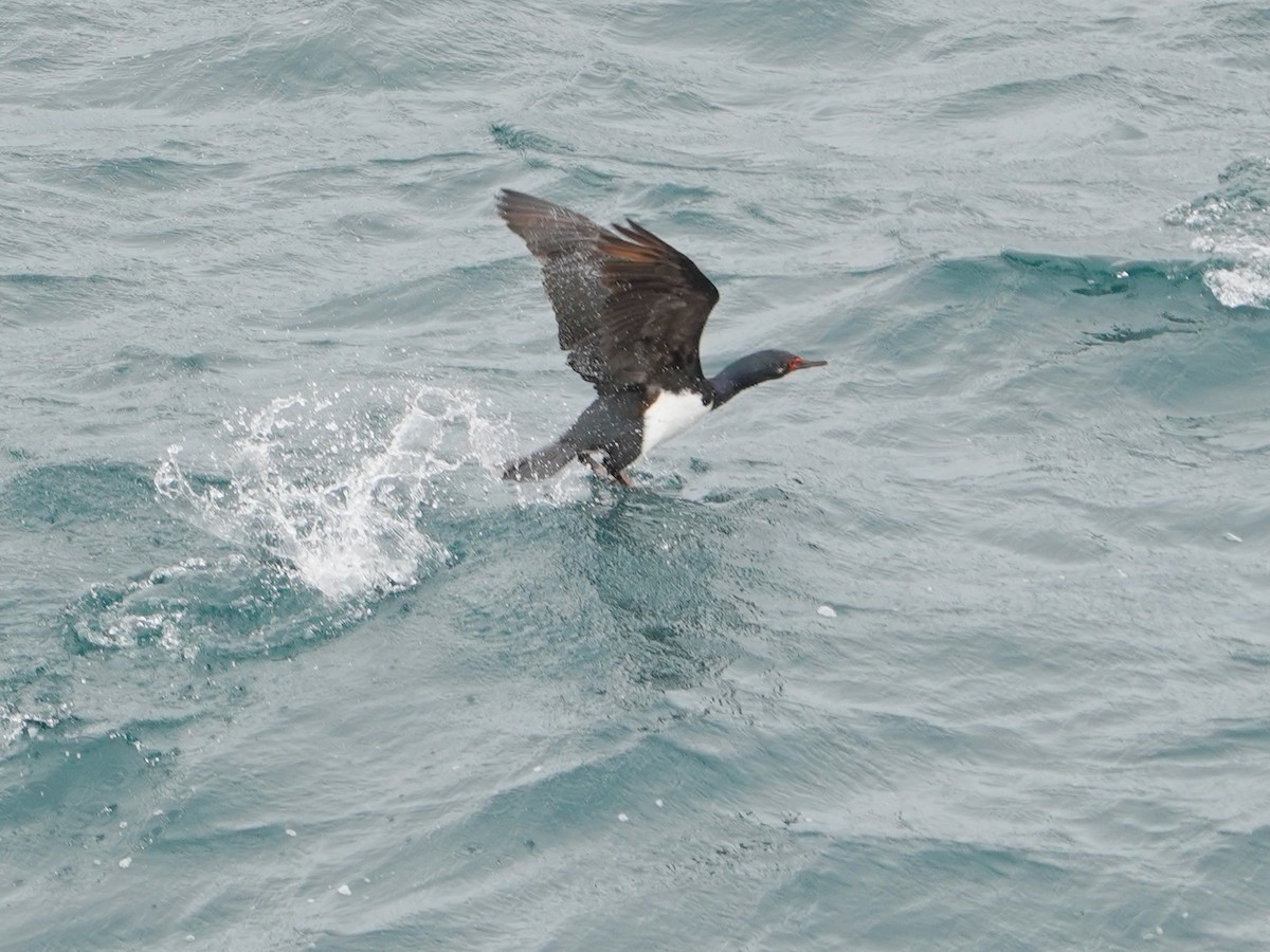 Cormoran de Magellan - ML643363966
