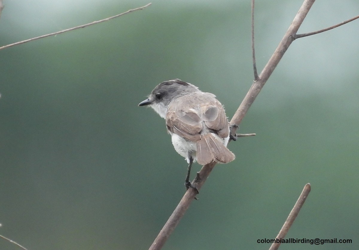 River Tyrannulet - ML643363967