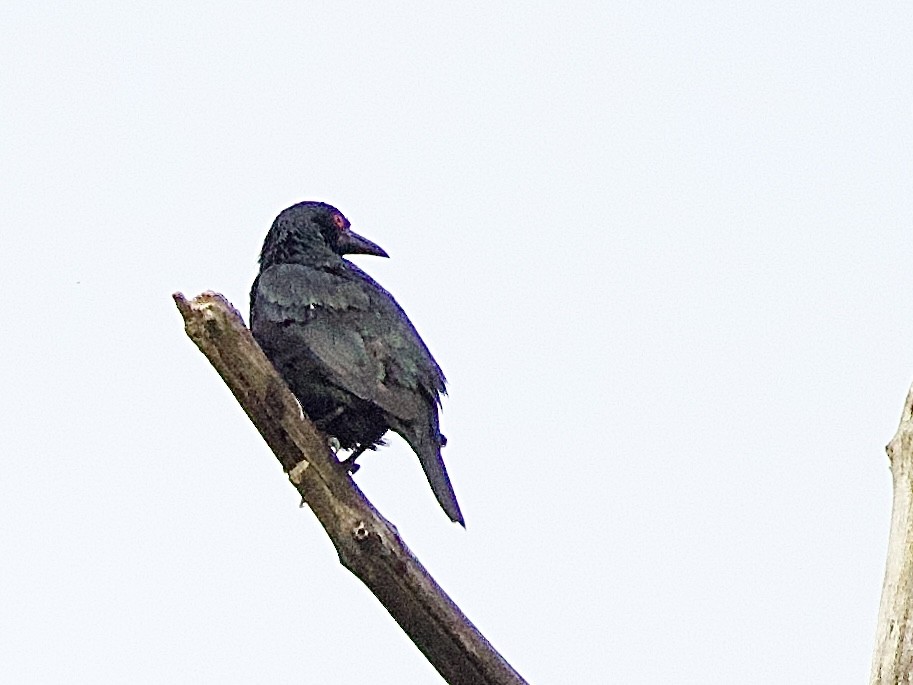 Asian Glossy Starling - ML643363974