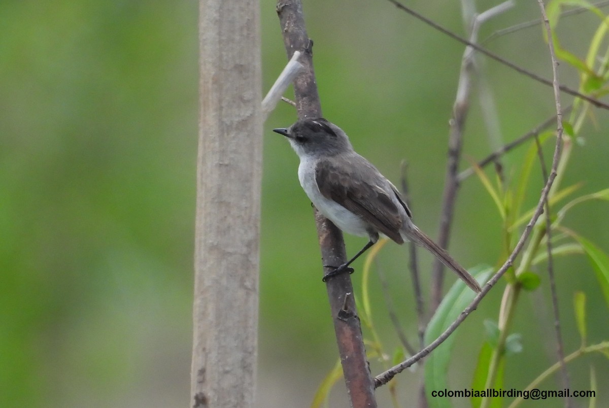 River Tyrannulet - ML643363976