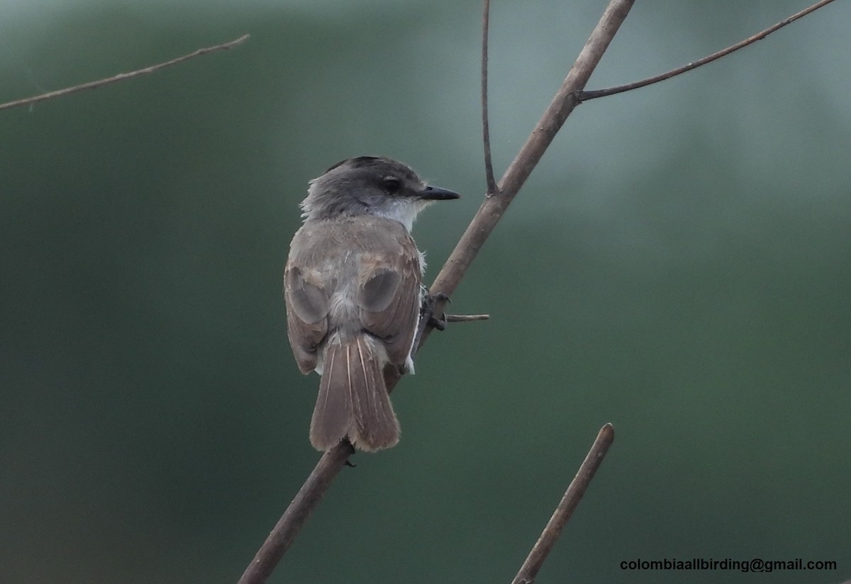 River Tyrannulet - ML643363996