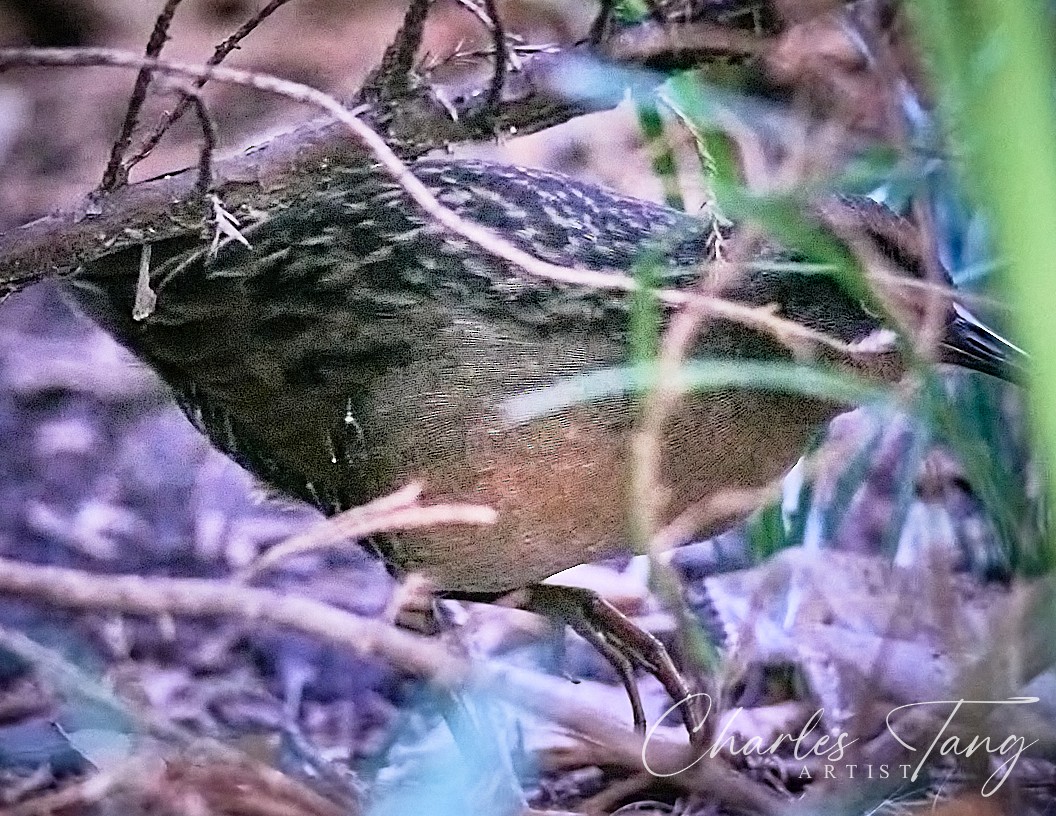 Virginia Rail - ML643364001