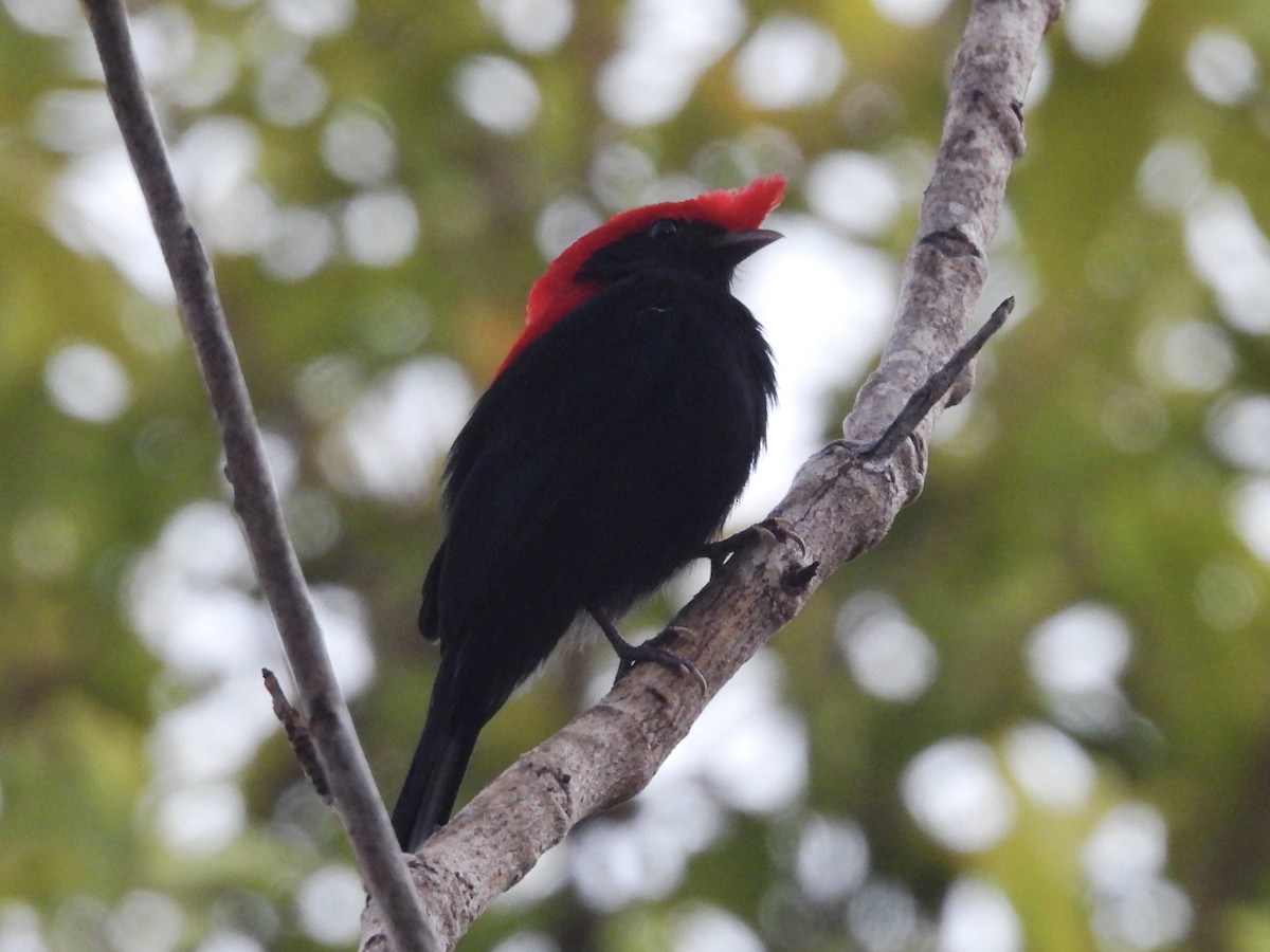 Helmeted Manakin - ML643364010