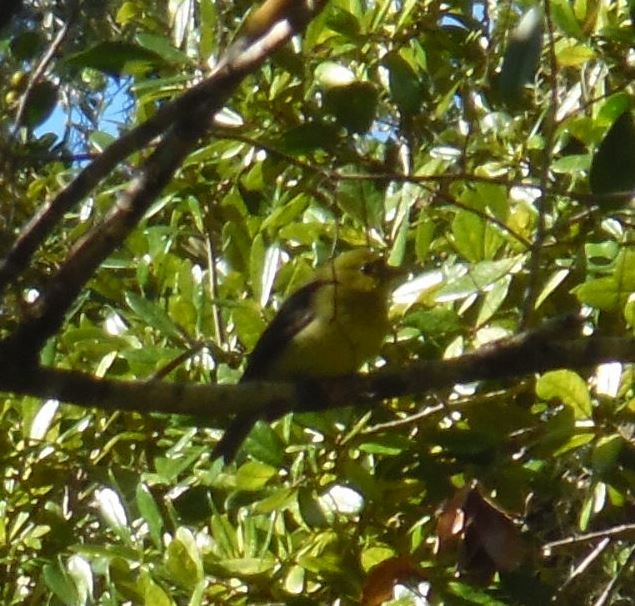 Scarlet Tanager - ML643364023