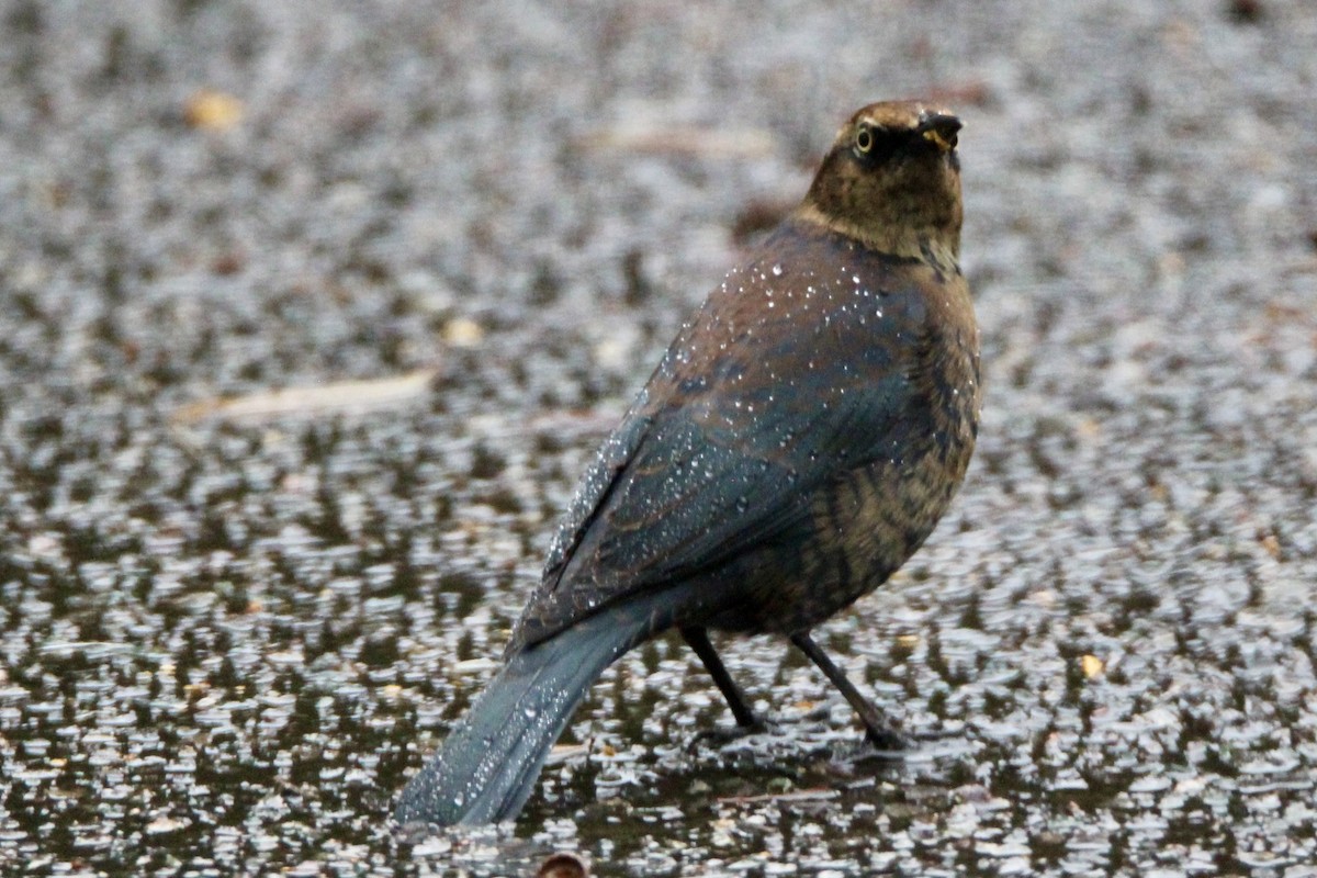 Rusty Blackbird - ML643364042