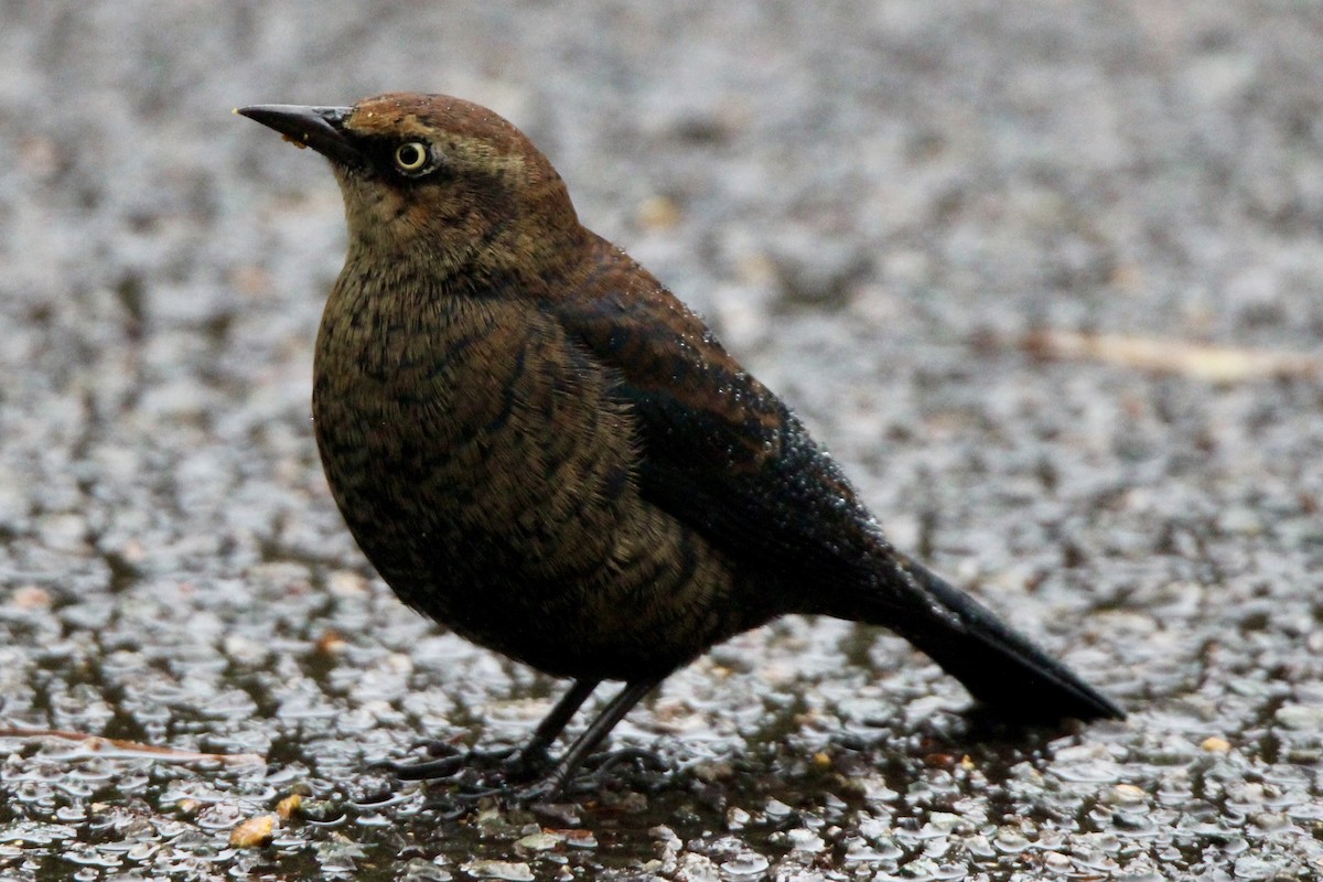 Rusty Blackbird - ML643364044