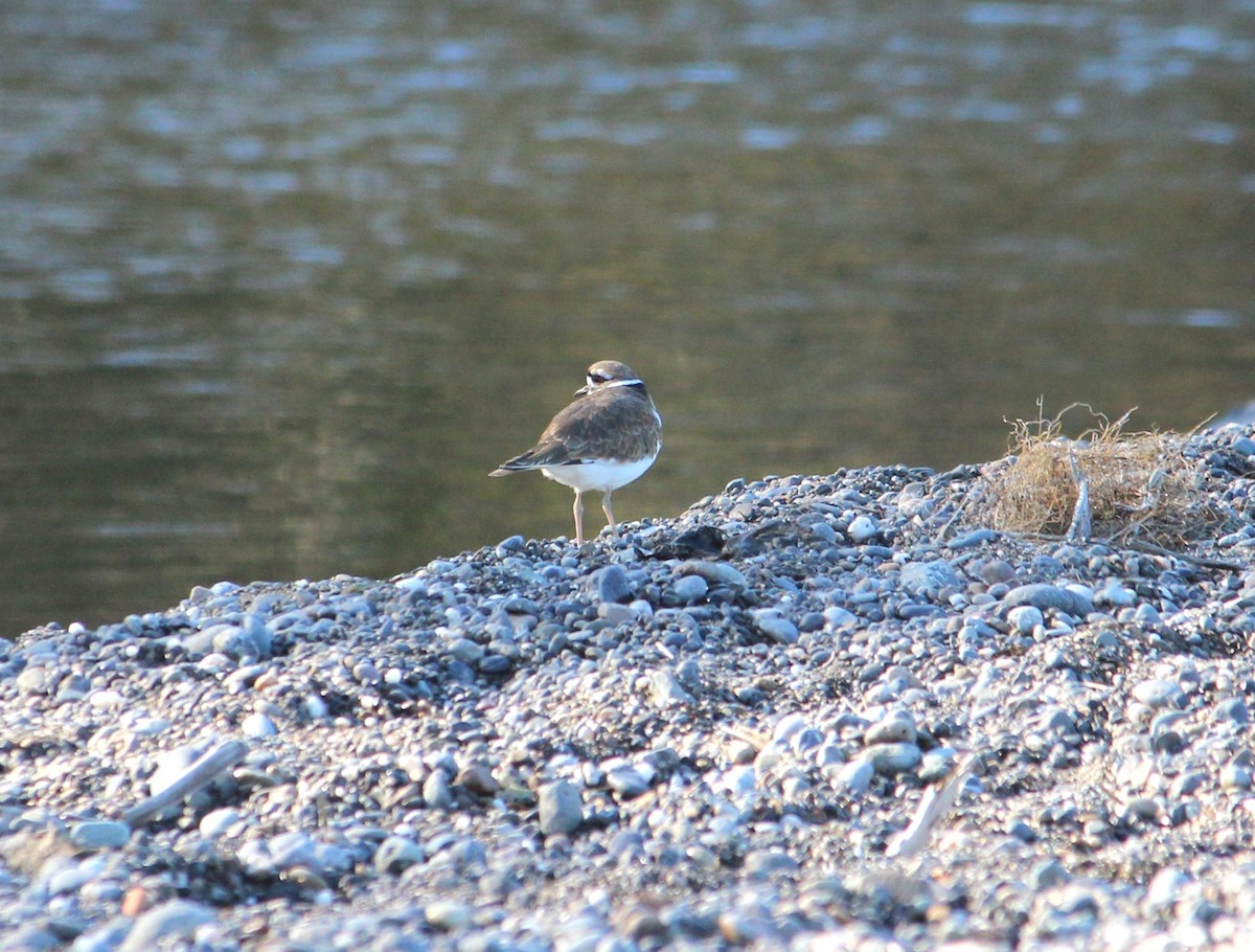 Killdeer - ML643364061