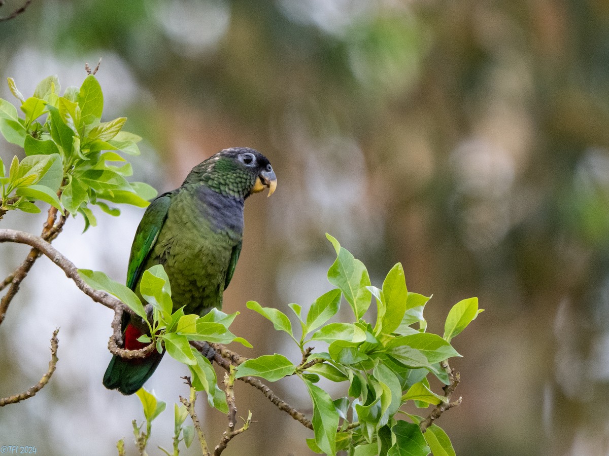 Scaly-headed Parrot - ML643364062