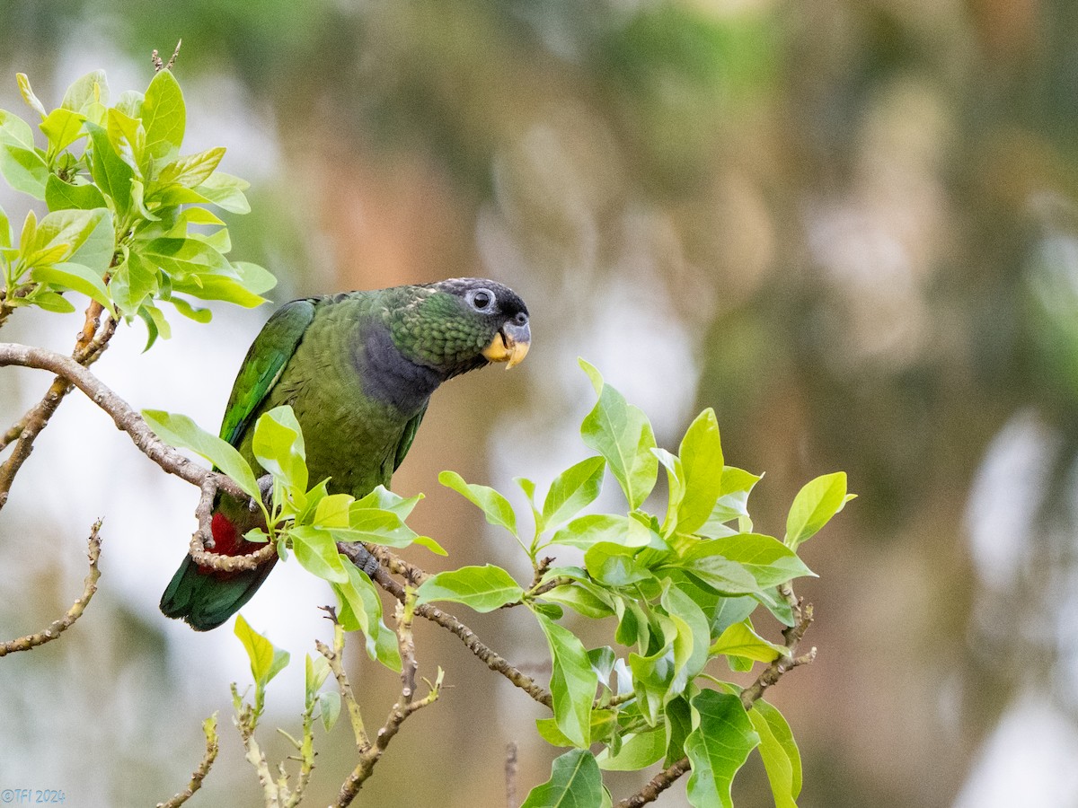 Scaly-headed Parrot - ML643364067