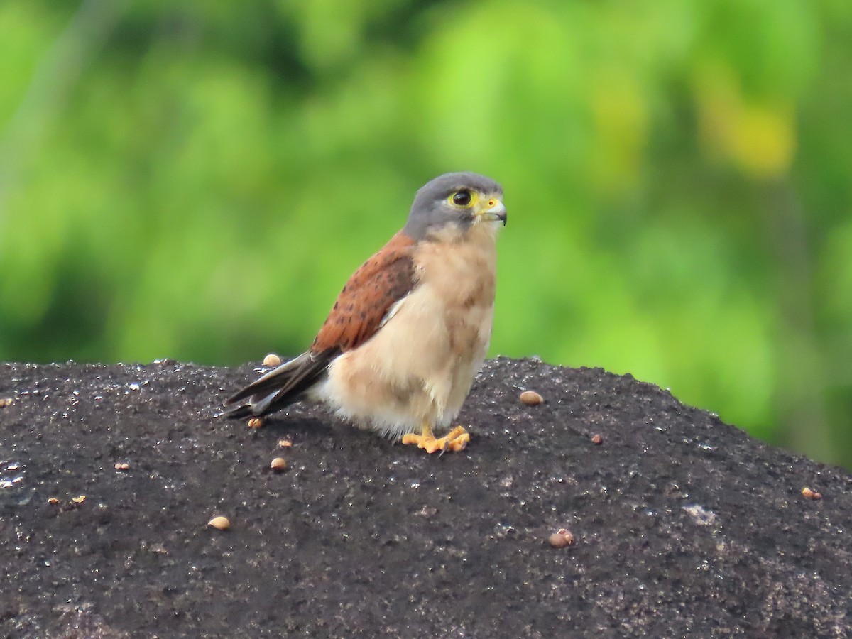 Seychelles Kestrel - ML643364069