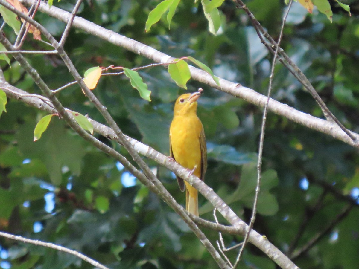 Summer Tanager - ML643364075