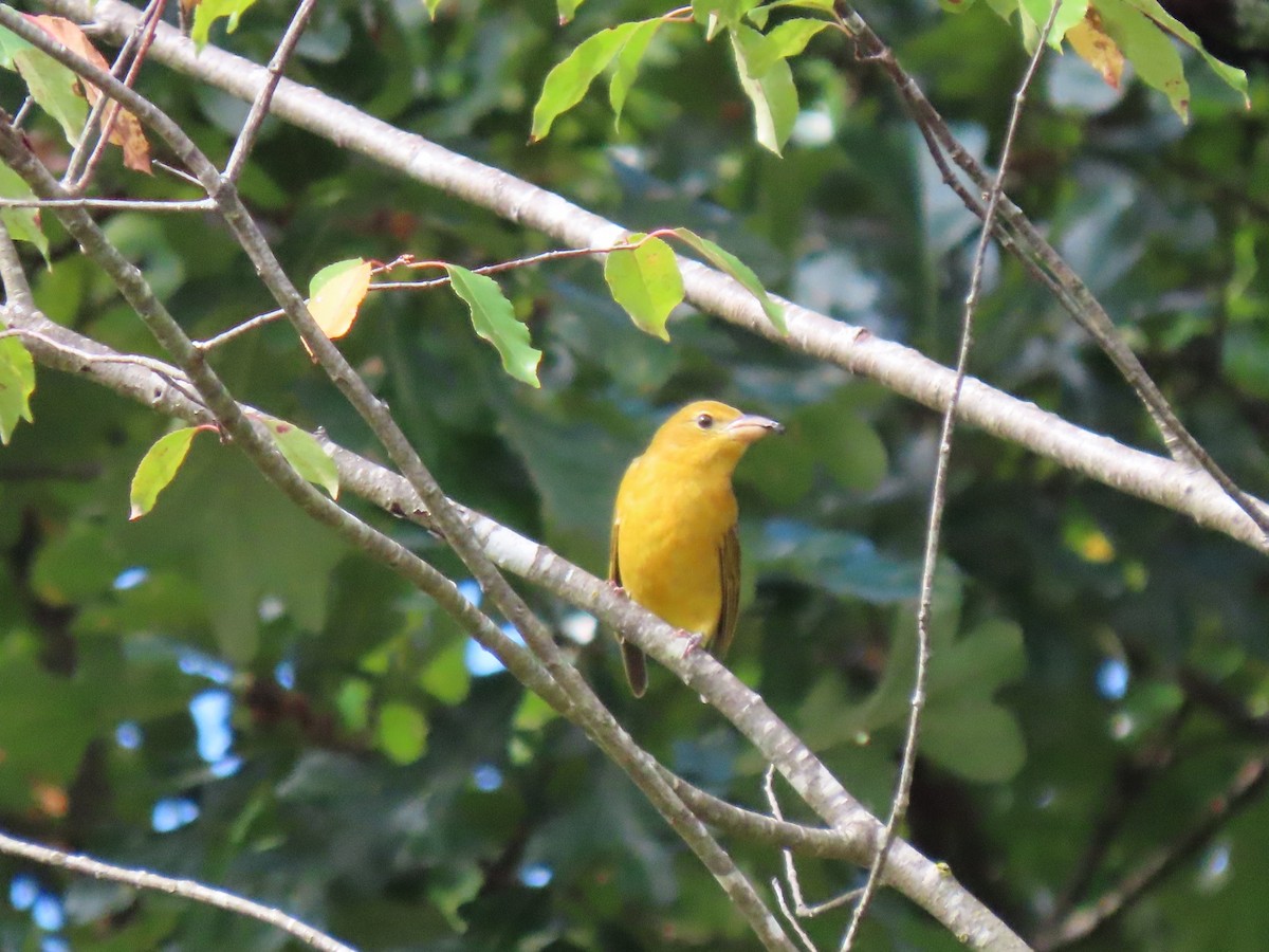 Summer Tanager - ML643364076