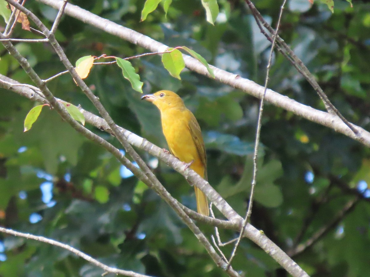 Summer Tanager - ML643364077