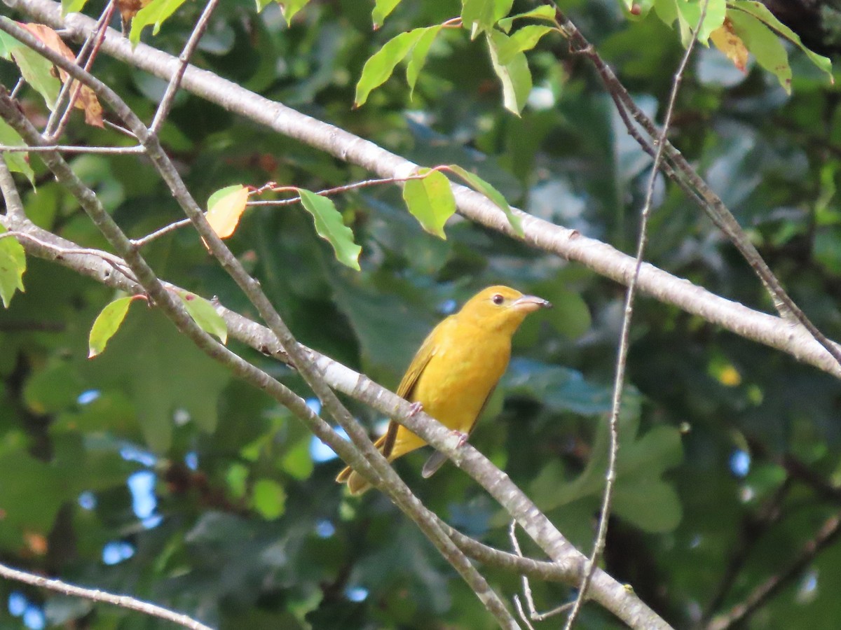 Summer Tanager - ML643364078