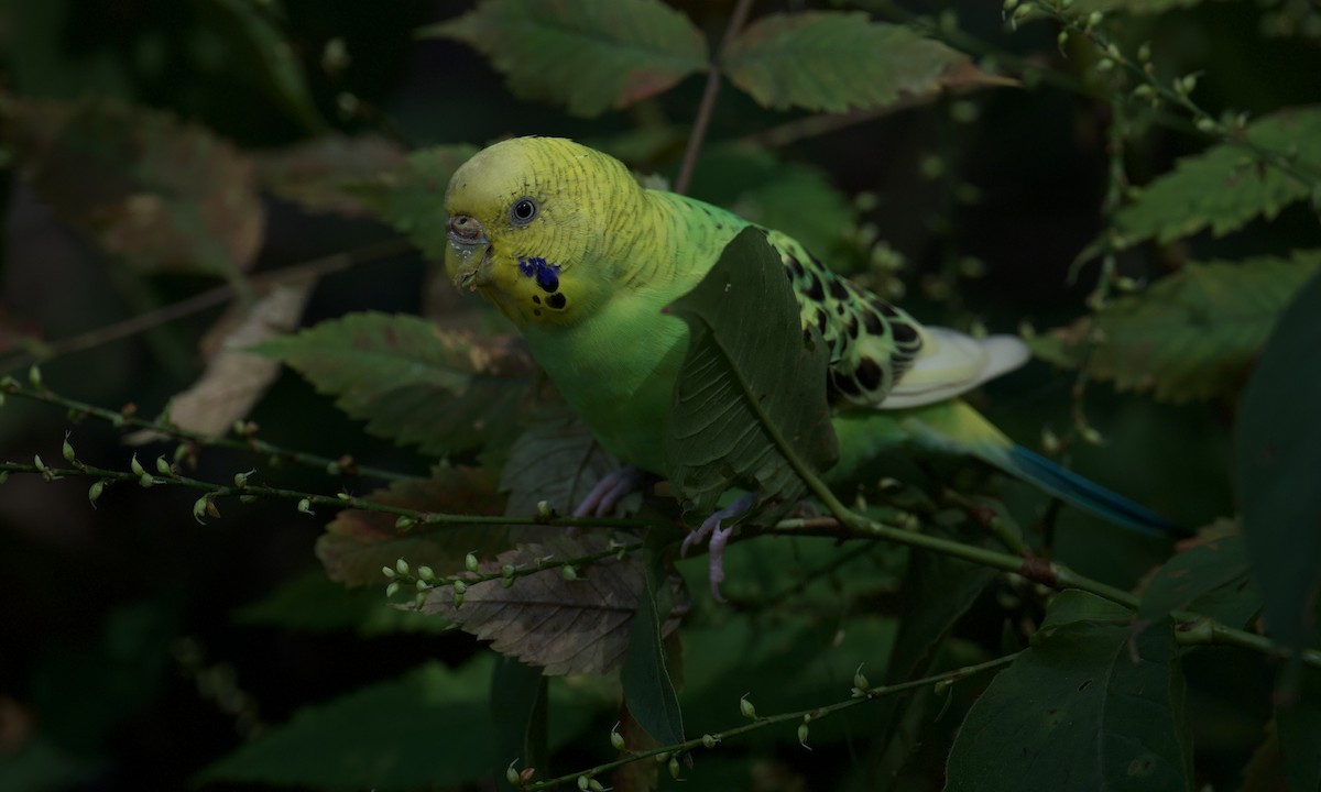 Budgerigar (Domestic type) - ML643364090