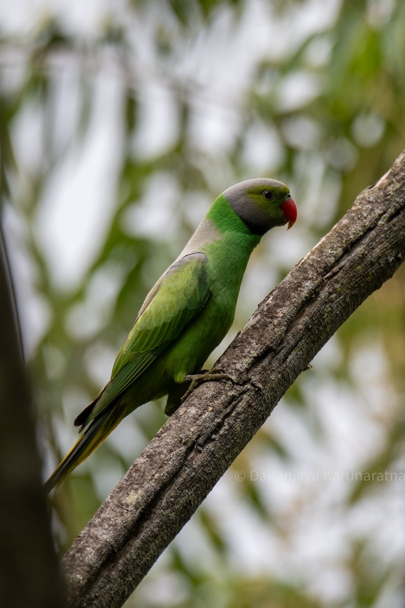 Layard's Parakeet - ML643364131