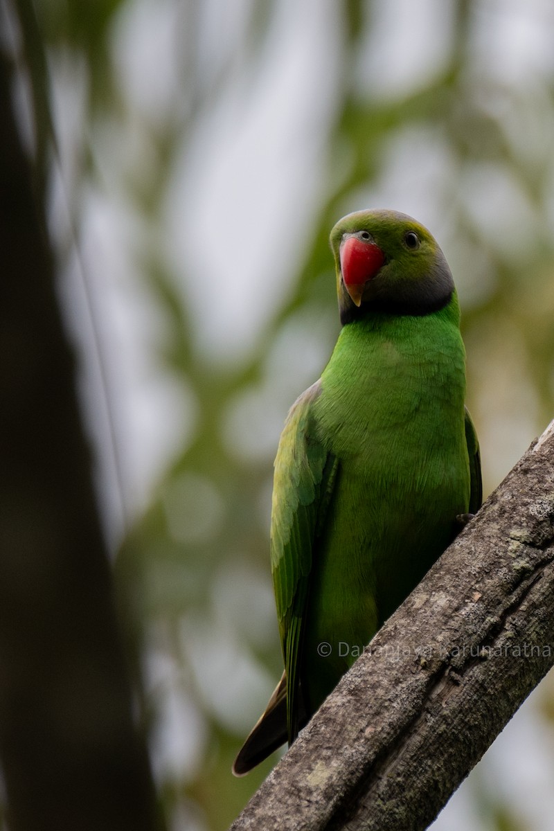 Layard's Parakeet - ML643364132