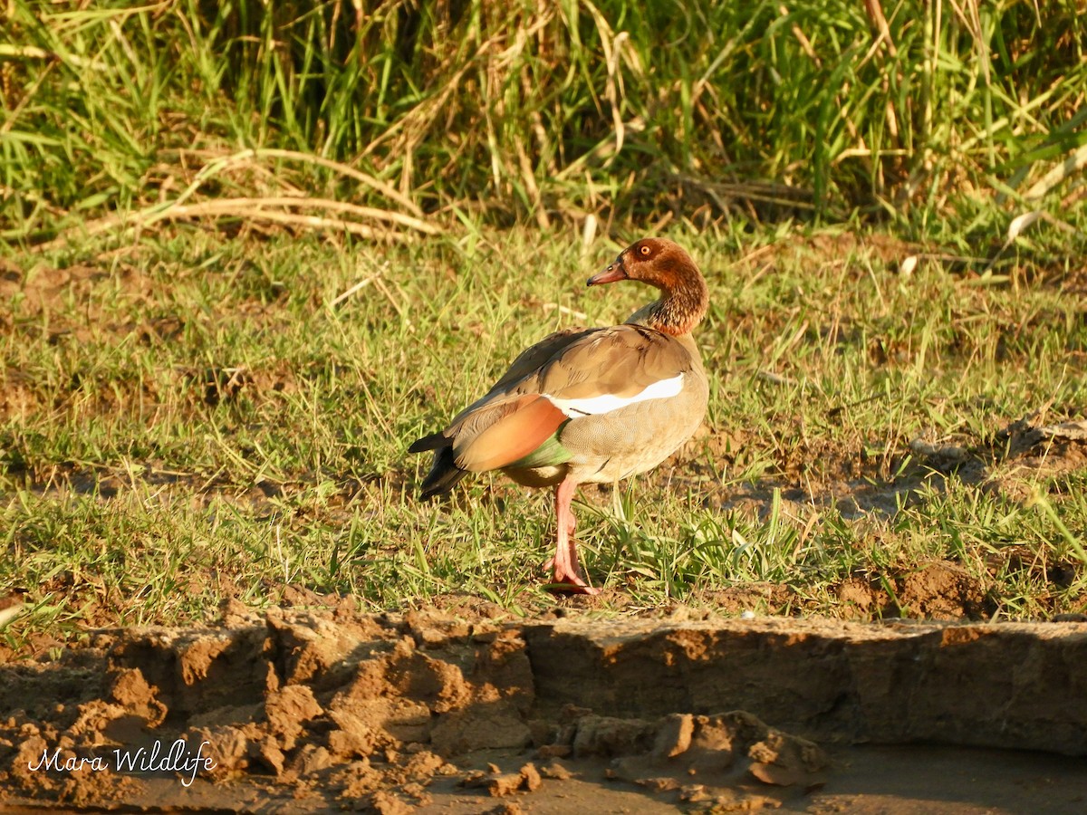Egyptian Goose - ML643364140