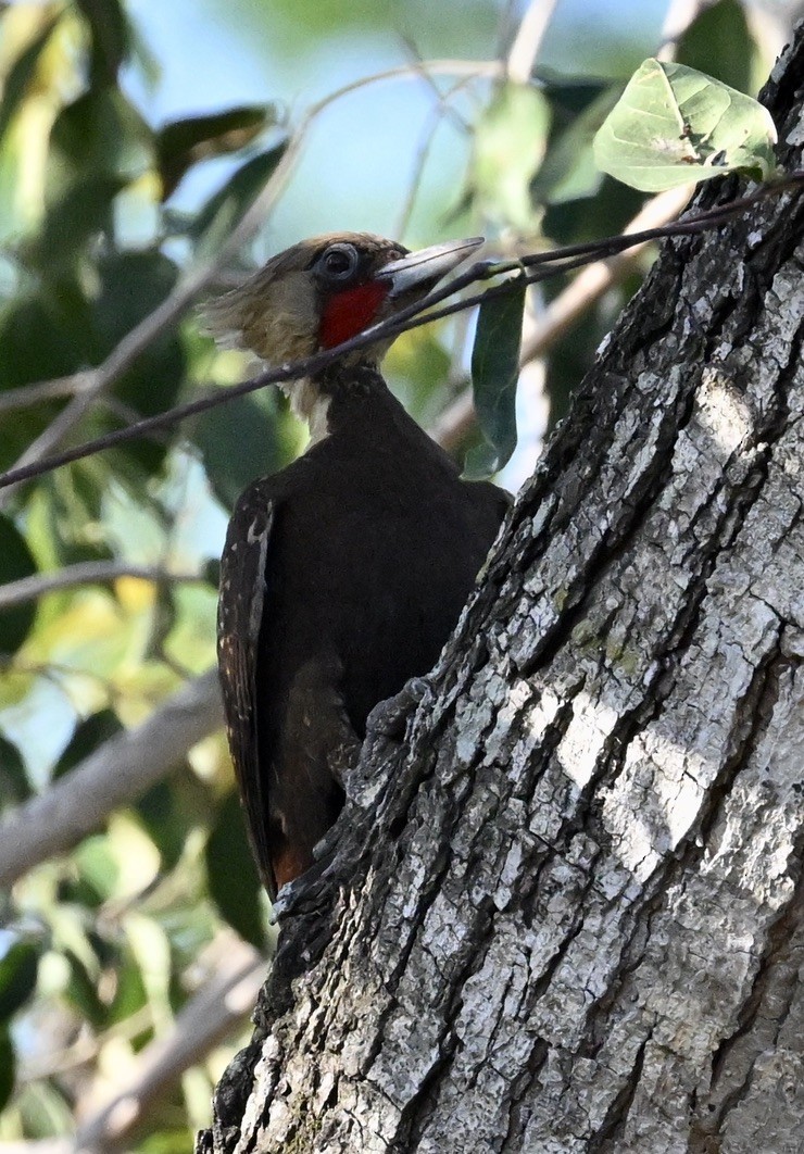 Pale-crested Woodpecker - ML643364141
