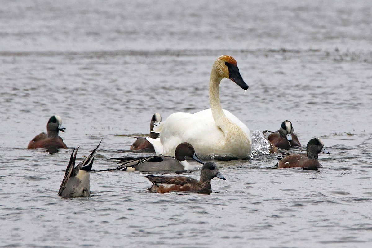 Trumpeter Swan - ML643364146