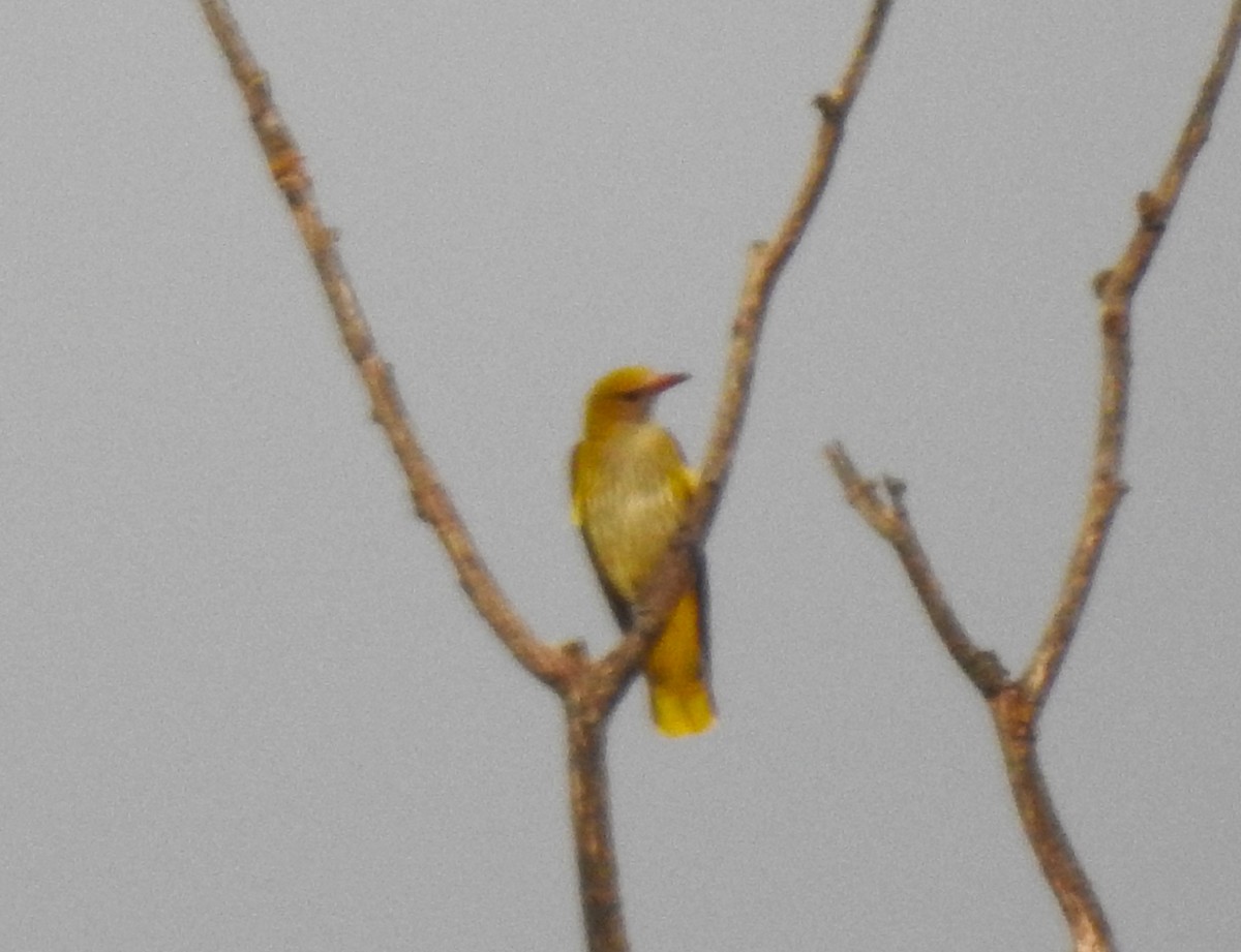 Eurasian Golden Oriole - ML643364147