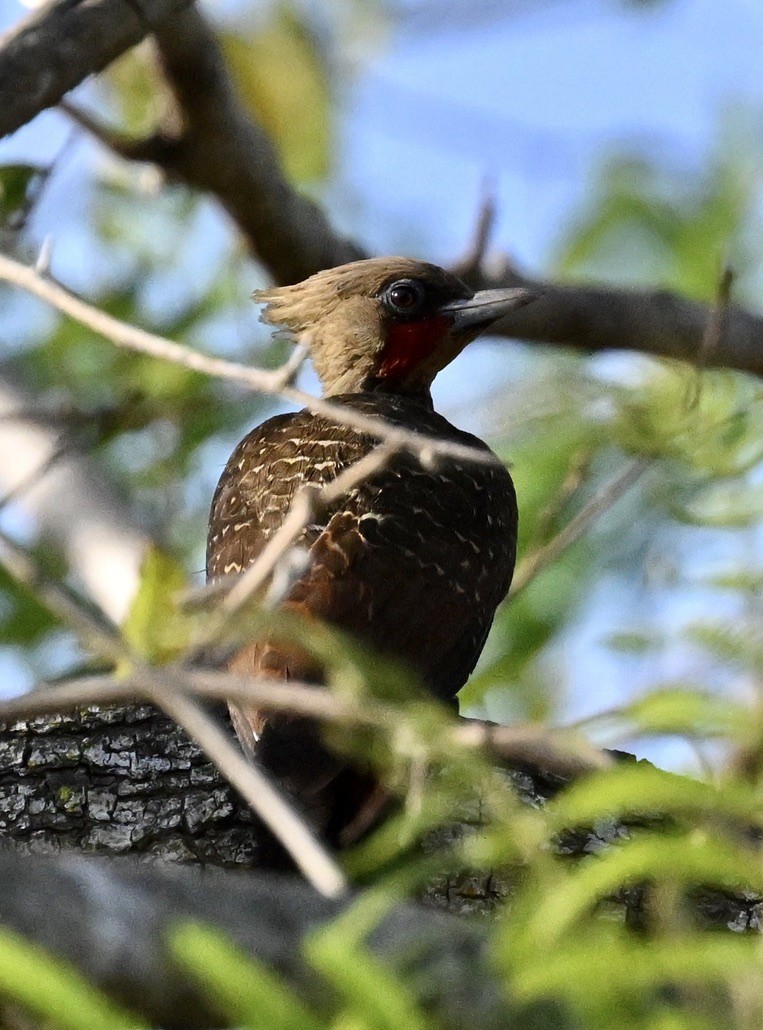 Pale-crested Woodpecker - ML643364169