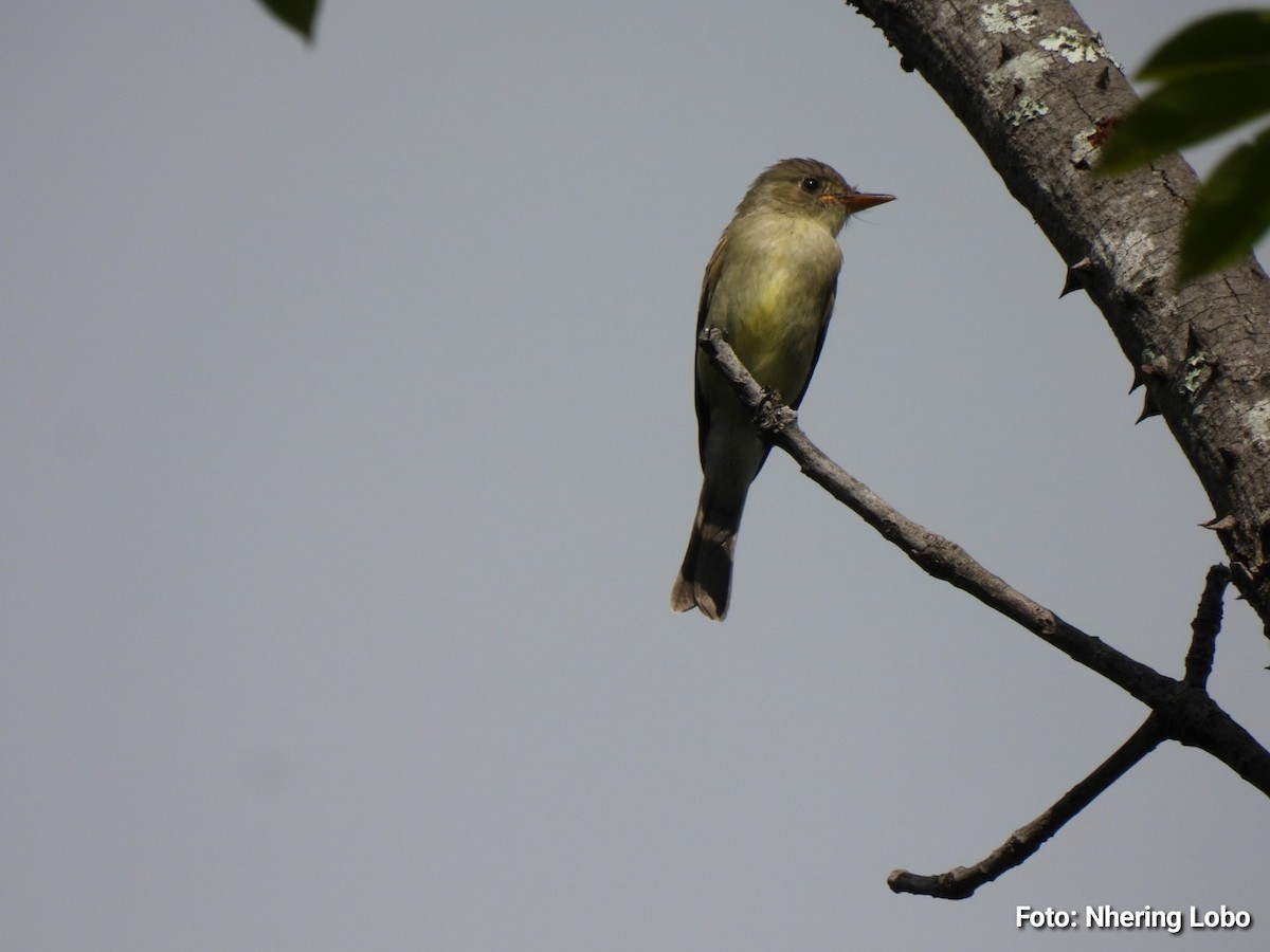 Northern Tropical Pewee - ML643364174