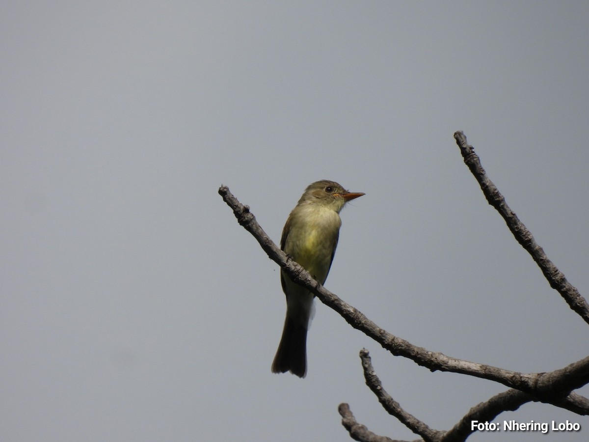 Northern Tropical Pewee - ML643364175