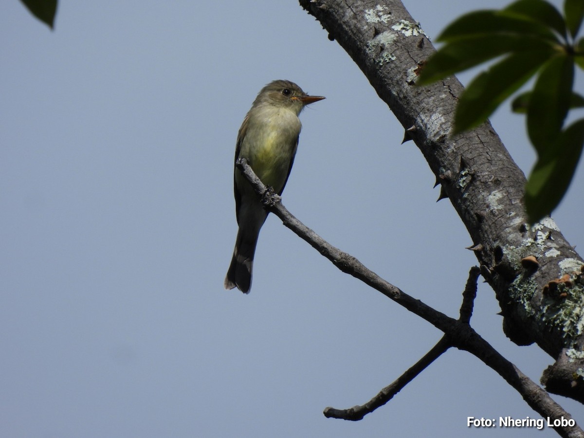 Northern Tropical Pewee - ML643364176