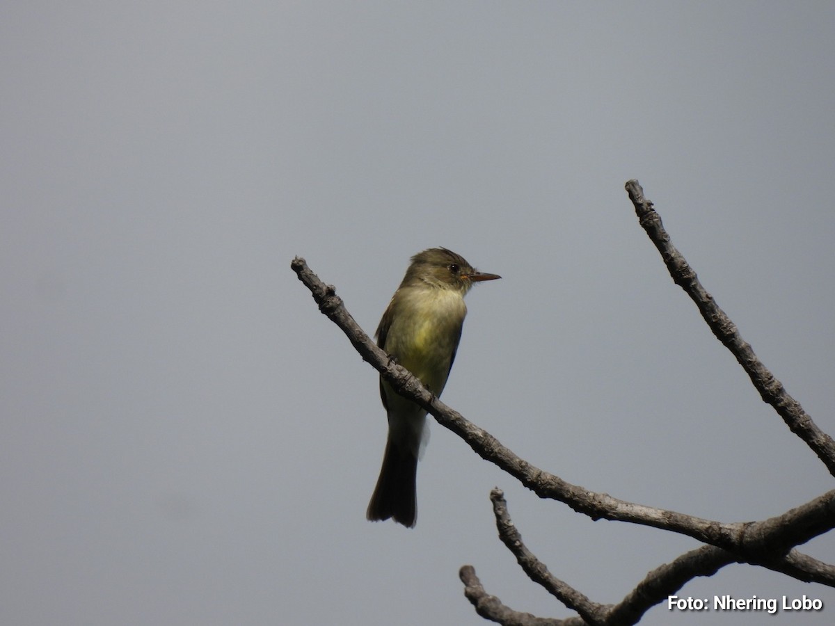 Northern Tropical Pewee - ML643364177