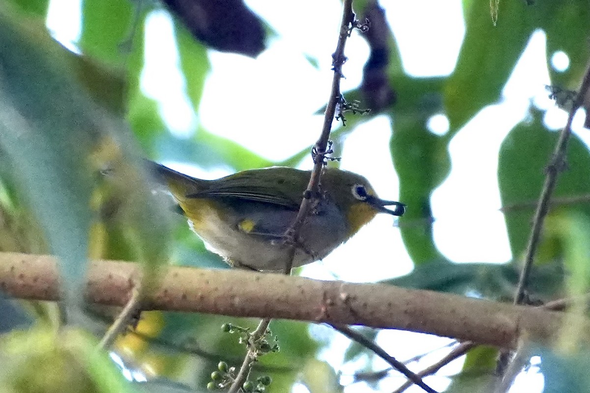 South Pare White-eye - ML643364188