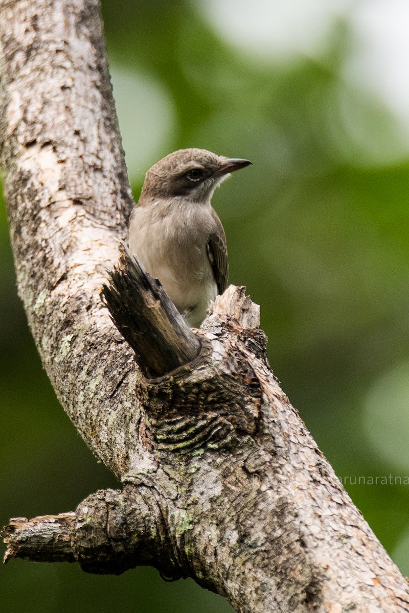 Sri Lanka Woodshrike - ML643364189
