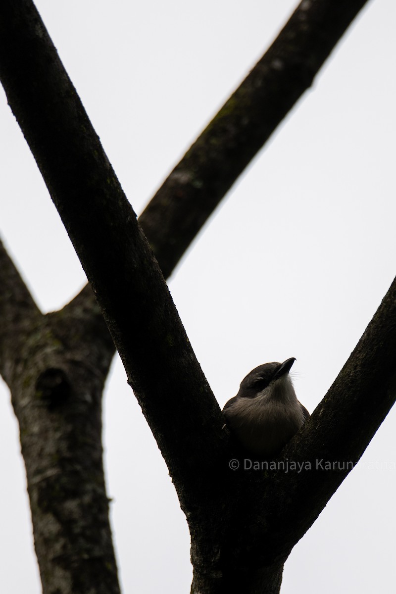 Sri Lanka Woodshrike - ML643364190